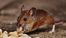 24 Hour & Emergency Exterminators in River Corners, OH